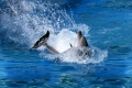 Bottlenose Dolphin   /   (Tursiops trunctatus)   /   Grosser Tuemmler   /   [Tiere, animals, Saeugetiere, mammals, Wale, whales