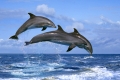 Bottlenose Dolphins   /   (Tursiops trunctatus)   /   Grosse Tuemmler   /   [Tiere, animals, Saeugetiere, mammals, Wale, whales