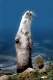 European Otter   /  (Lutra lutra)   /   Europaeische Fischotter, nimmt Witterung auf