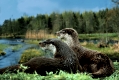 European Otter   /  (Lutra lutra)   /   Europaeische Fischotter, Paar vor Auenlandschaft