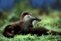 European Otter   /  (Lutra lutra)   /   Europaeische Fischotter, Paerchen
