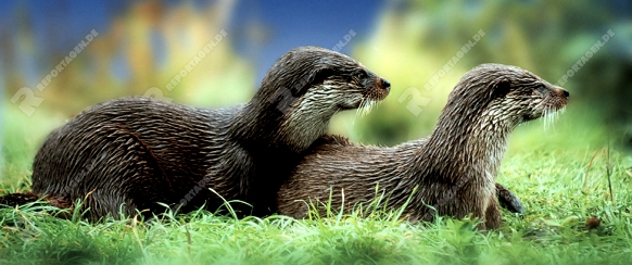 European Otter   /  (Lutra lutra)   /   Europaeische Fischotter