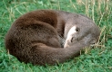 European Otter   /  (Lutra lutra)   /   Europaeische Fischotter, schlafend