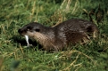 European Otter   /  (Lutra lutra)   /   Europaeische Fischotter mit erbeutetem Fisch