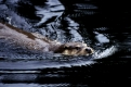 European Otter   /  (Lutra lutra)   /   Europaeische Fischotter