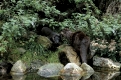 European Otter   /  (Lutra lutra)   /   Europaeische Fischotter, schleppt Junges ins Wasser
(die Jungen fuerchten sich anfangs vor dem Wasser!)