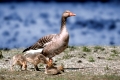Greylag Goose with chickens   /   (Anser anser)   /   Graugans mit Kueken