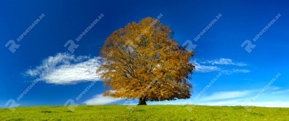 single beech tree in autumn