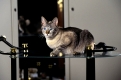 Orientalisch Kurzhaarkatze  /  Oriental Shorthair Cat