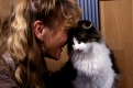 Frau schmust mit Norwegischer Waldkatze, Katze gibt Koepfchen  /  Woman cuddles with Norwegian Forest Cat