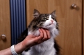 Norwegische Waldkatze wird gekrault  /  Norwegian Forest Cat beeing ruffled