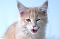 Main Coone Katze
creme-classic-tabby
16 Wochen alt