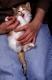 Norwegische Waldkatze, Jungtier, 6 Wochen alt, knabbert an Finger  /  Norwegian Forest Cat, kitten, 6 weeks old, gnawing on finger