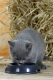 British Shorthair Cat, kitten, blue / Britische Kurzhaarkatze, Kaetzchen, blau / Kartaeuser, Kartäuser, Kartäuserkatze, Saeugetiere, mammals, animals, Haustier, Heimtier, pet, Hauskatze, domestic cat, Rassekatzen, Jungtier, young, Welpe