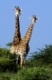 Kapgiraffe, (Giraffa camelopardalis giraffa), Giraffe, Hluhluwe-Imfolozi Game Reserve, Hluhluwe-Umfolozi, KwaZulu-Natal, Suedafrika, Afrika, zwei, 2 | Giraffe, (Giraffa camelopardalis giraffa), Hluhluwe-Imfolozi Game Reserve, Hluhluwe-Umfolozi, KwaZulu-Natal, South Africa, two, 2