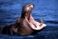 Hippopotamus, yawning, Hippopotamus amphibius,  Flusspferd, gaehnend