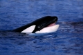 Killerwhale, Orca   /   (Orcinus orca)   /   Schwertwal, Orca