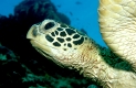 Suppenschildkröte, Grüne Meeresschildkröte, Green sea turtle, green turtle, Chelonia mydas