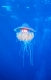 Kronenqualle
Crown jellyfish
Netrostoma setouchina