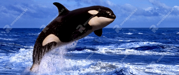 Orca   /   (Orcinus orca)   /   Schwertwal   /   [animals, Saeugetiere, mammals, Wale, whales, aussen, outdoor, Himmel, sky, seitlich, side, Wasser, water, schwarz-weiss, black & white, adult, Bewegung, motion, springen, jumping, Querformat, horizontal]