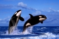 Orcas   /   (Orcinus orca)   /   Schwertwale   /   [animals, Saeugetiere, mammals, Wale, whales, aussen, outdoor, Himmel, sky, seitlich, side, Wasser, water, schwarz-weiss, black & white, adult, Bewegung, motion, springen, jumping, Lebensfreude, joy of life, Paar, pair, zwei, two, Querformat, horizontal]