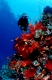Korallenriff und Taucherin
coral reef and scuba diver
