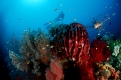 Taucher am Korallenriff
Scuba diver in coral reef
Xestospongia testudinaria
Pterois sp.
