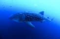Walhai
whale shark
Rhincodon typus