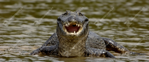 Kaiman, Brillenkaiman, Caiman crocodylus yacare, Pantanal, Brasilien