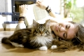 Junge Frau und Maine Coon Katze in der Wohnung, Young woman with Maine Coon Cat in the House