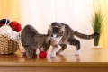Katze spielt mit Wolle, Cat plays with wool