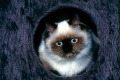 birmakatze im katzenkorb
holy birmese cat
katze, katzen, cat, cats, cato, pets, 
domestic animal, mammal, mammals