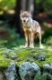 Wolf beobachtet seine Umgebung