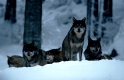 Wolfrudel im Winter
Deutschland