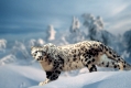 Snow Leopard   /   (Panthera unica, Unica unica)   /   Schneeleopard, Irbis