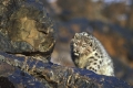 Snow leopard, authentic wild,
Panthera uncia, Schneeleopard,
Altai Mountains, Mongolia,
