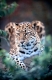 Amur Leopard
Zoo Animal, End. Sp.