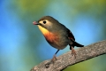 Pekin Robin, Red-billed Leiothrix, singing   /   (Leiothrix lutea)   /   China-Nachtigall, Sonnenvogel, singend