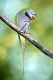 Derbyan Parakeet, male   /   (Psittacula derbyana)   /   China-Sittich, maennlich