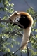 Red Panda, Roter Panda, Kleiner Panda, #Ailurus fulgans, Panda centre, Wolong Valley, Wolong Tal, Himalaya, China.
