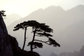 Mountian pine,
Bergkiefer,
Yellow mountains, China
