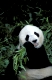 Giant Panda, Grosser Panda, Ailuropoda melanoleuca, Panda centre, Wolong Valley, Himalaya, China.
