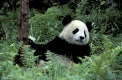 Giant Panda, Grosser Panda, Ailuropoda melanoleuca, Panda centre, Wolong Valley, Himalaya, China.
