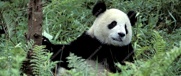 Giant Panda, Grosser Panda, Ailuropoda melanoleuca, Panda centre, Wolong Valley, Himalaya, China.