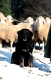 Hütebund und Schafe im Schnee
Deutschland