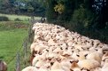 Fuchsschafe
Mittelgebirgsrasse
sheep