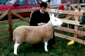 Preisgekroentes Schaf mit Zuechter