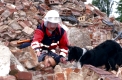 Rettungshund
Ausbildung
hat Feuerwehrmann zu einem Opfer gefuehrt