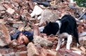 Rettungshund
Hund zeigt einen Verletzten an
Ausbildung im Truemmerfeld