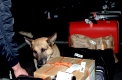 Polizeihund / Spuerhund bei der Arbeit am Flughafen
Hund untersucht Gepaeck nach Drogen und Sprengstoff